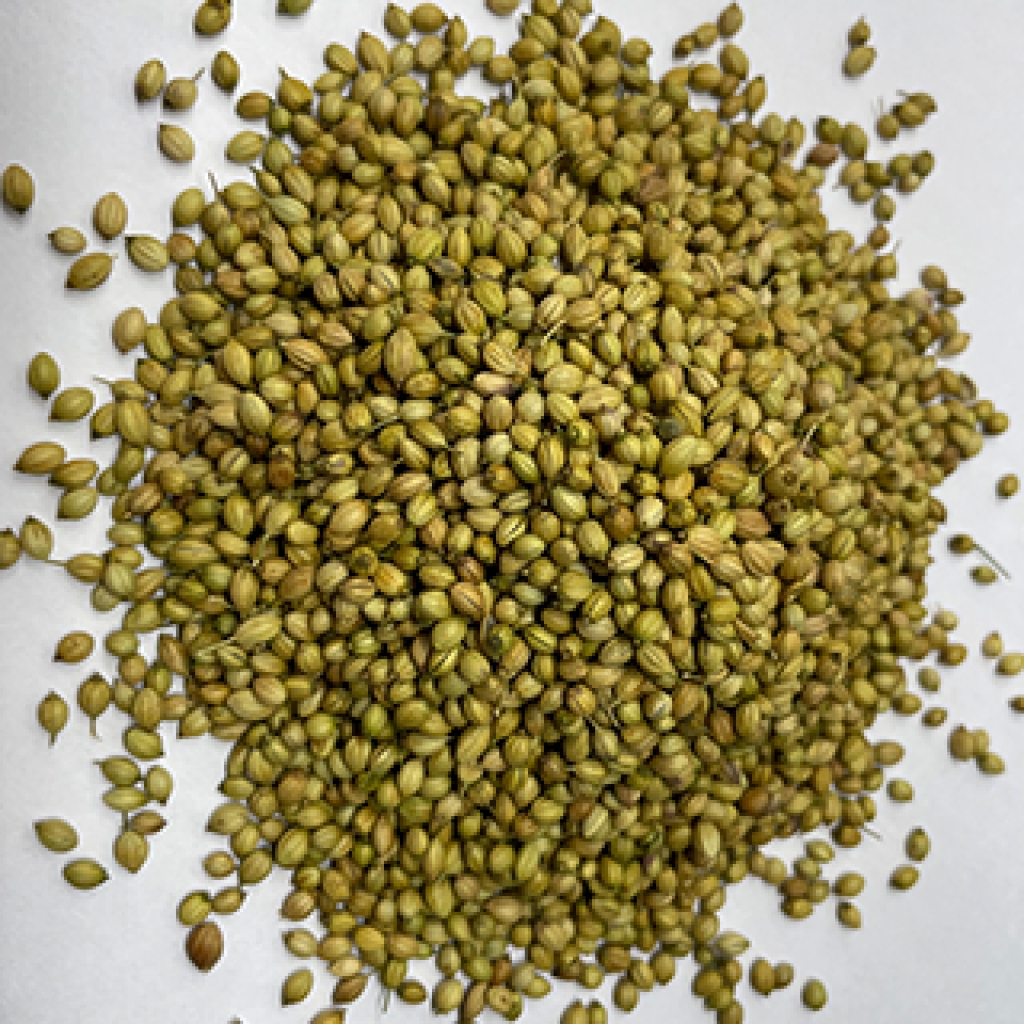 Coriander Seed