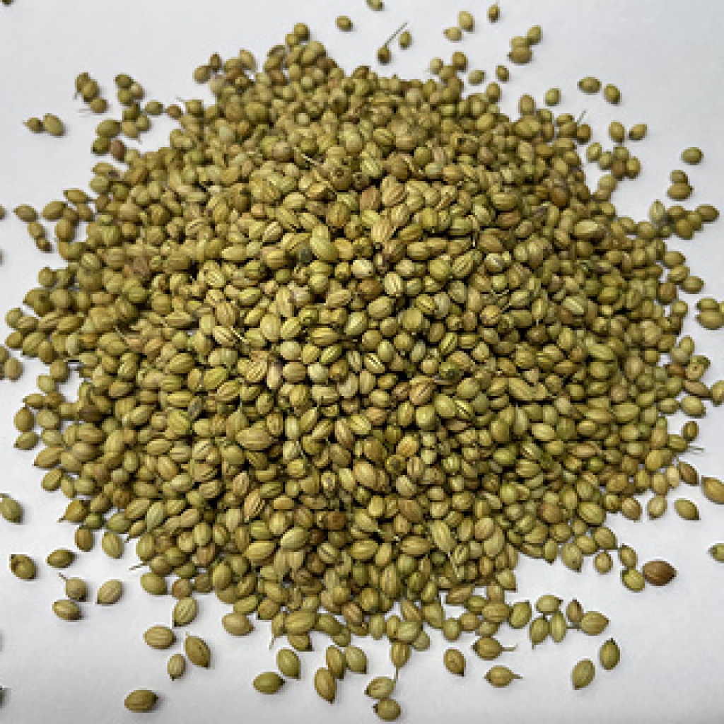Coriander Seed