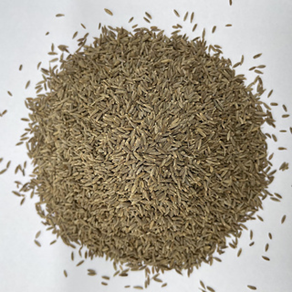 Cumin Seed